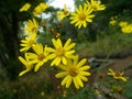 Euryops pectinatus, Yellow Bush Daisy Royalty Free Stock Photo